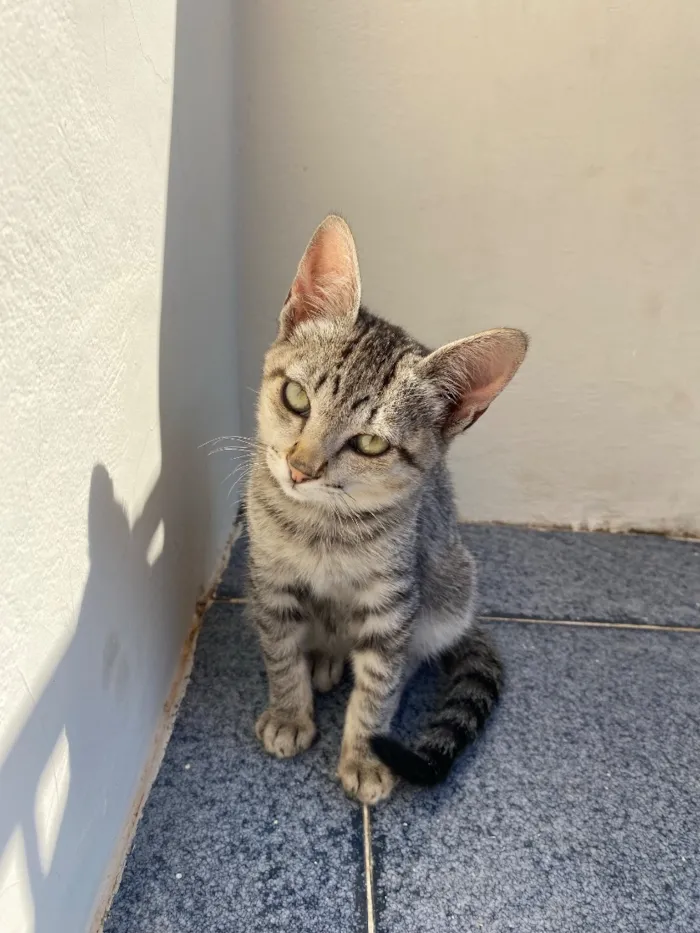 Gato raça SRD-ViraLata idade 2 a 6 meses nome maya
