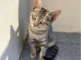 maya