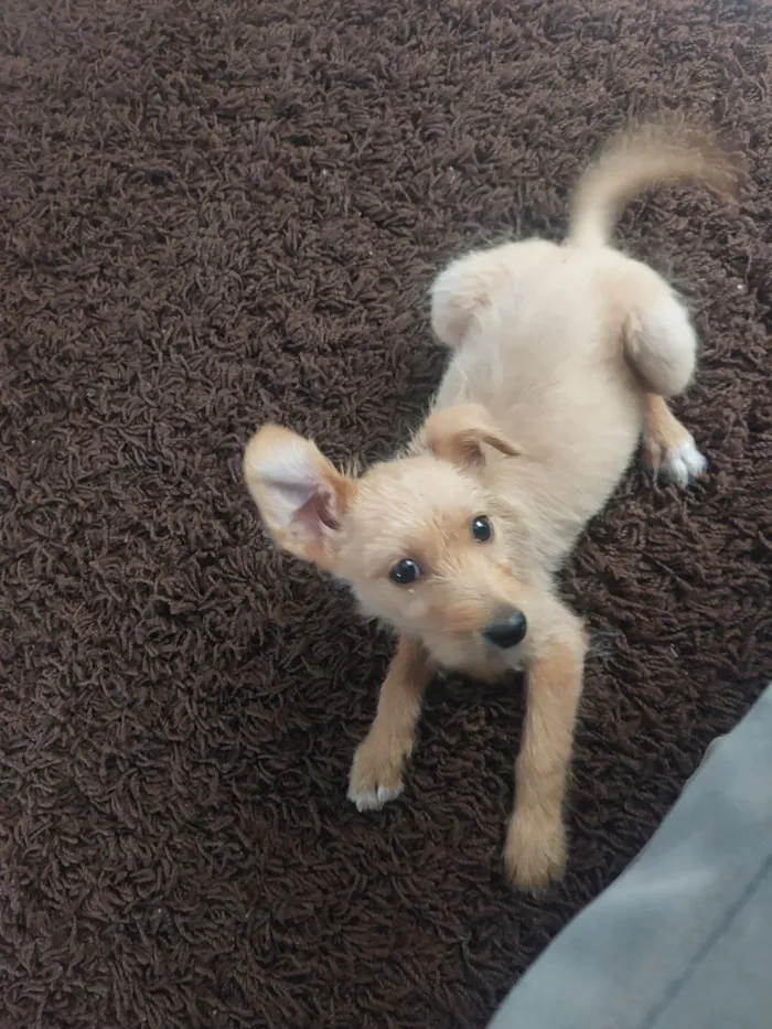 Cachorro raça SRD-ViraLata idade 2 a 6 meses nome Claramela