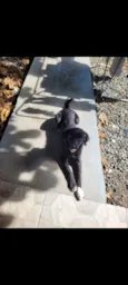 Nova