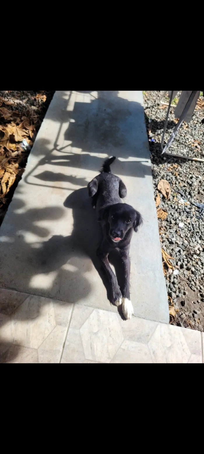 Cachorro raça SRD-ViraLata idade 1 ano nome Nova