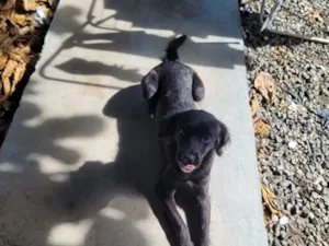Cachorro raça SRD-ViraLata idade 1 ano nome Nova