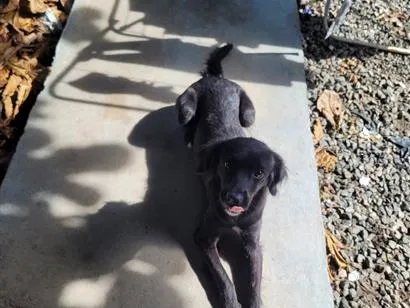 Cachorro raça SRD-ViraLata idade 1 ano nome Nova
