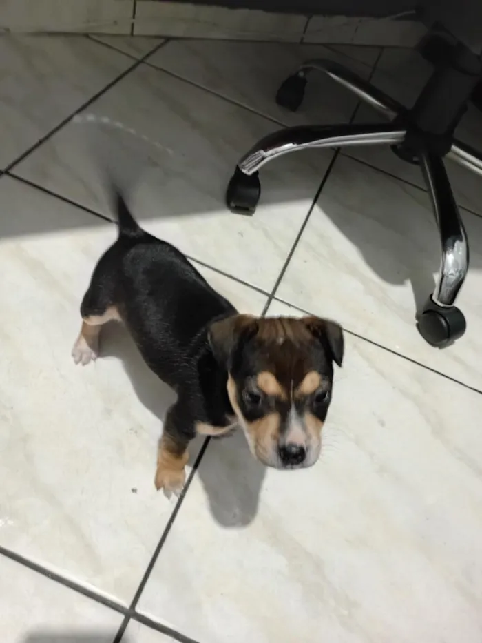 Cachorro raça SRD-ViraLata idade Abaixo de 2 meses nome Tony