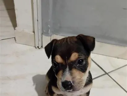 Cachorro raça SRD-ViraLata idade Abaixo de 2 meses nome Tony