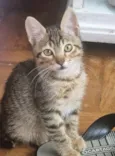 TANGO TIGRE