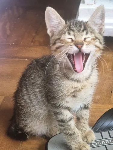 Gato raça SRD-ViraLata idade 2 a 6 meses nome TANGO TIGRE