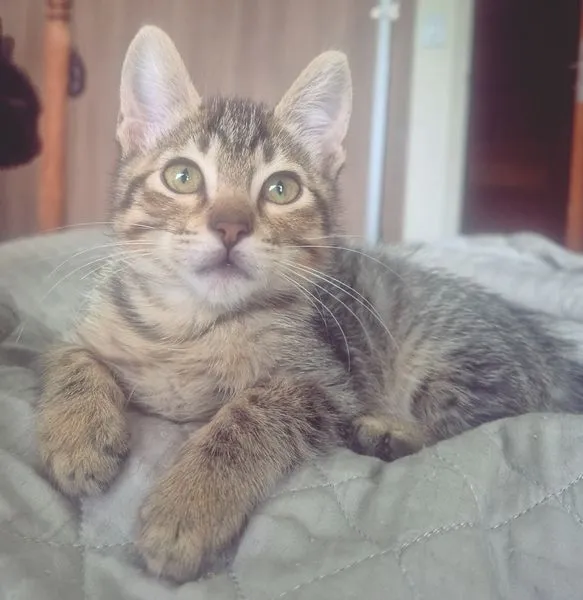 Gato raça SRD-ViraLata idade 2 a 6 meses nome TANGO TIGRE