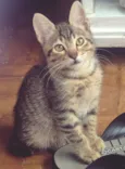 TANGO TIGRE