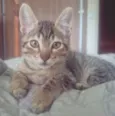 TANGO TIGRE
