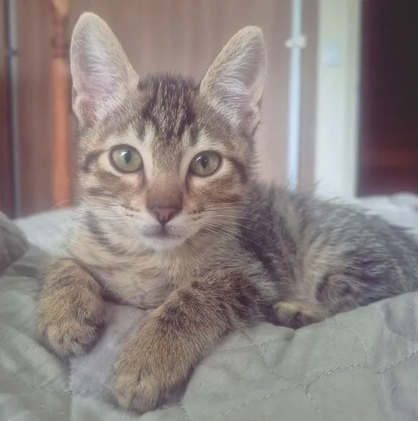 Gato raça SRD-ViraLata idade 2 a 6 meses nome TANGO TIGRE