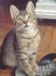 TANGO TIGRE