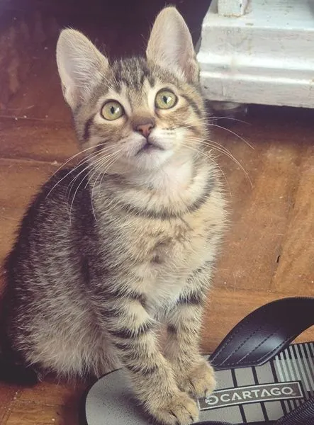 Gato raça SRD-ViraLata idade 2 a 6 meses nome TANGO TIGRE