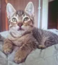TANGO TIGRE