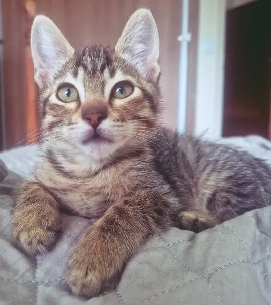 Gato raça SRD-ViraLata idade 2 a 6 meses nome TANGO TIGRE