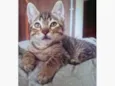 TANGO TIGRE