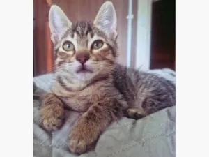 Gato raça SRD-ViraLata idade 2 a 6 meses nome TANGO TIGRE