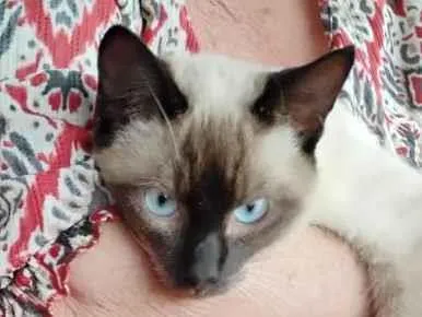 Gato raça Siamês idade 2 a 6 meses nome Nino