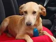 Cachorro raça SRD-ViraLata idade 2 a 6 meses nome Manolo