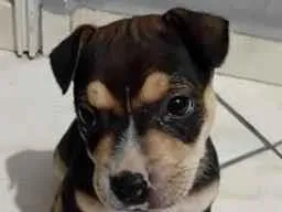 Cachorro raça SRD-ViraLata idade Abaixo de 2 meses nome Tony