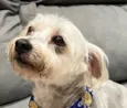 Otto 