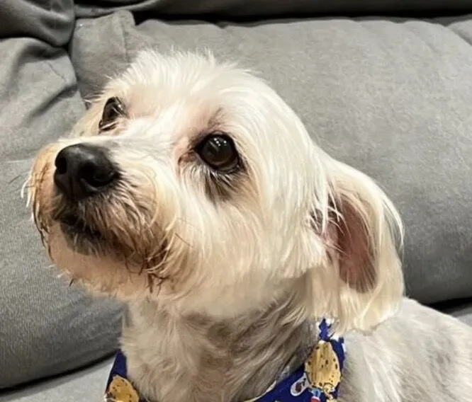 Cachorro raça Shitzu idade 5 anos nome Otto 
