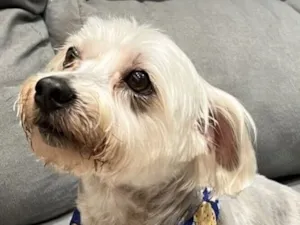 Cachorro raça Shitzu idade 5 anos nome Otto 