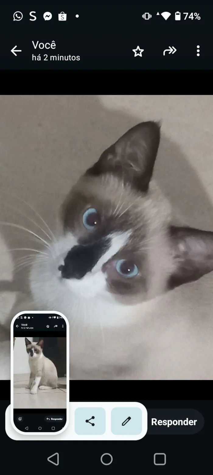Gato raça Siamês idade 1 ano nome sheik