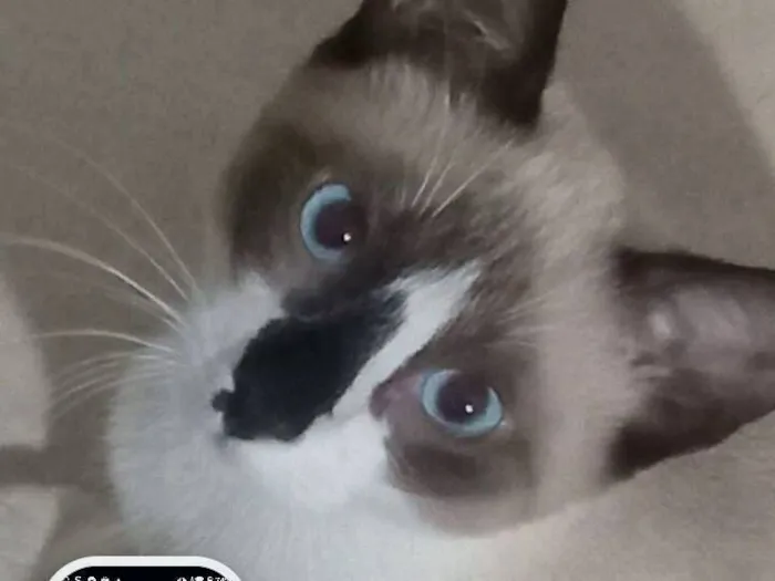 Gato raça Siamês idade 1 ano nome sheik