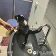 Guri
