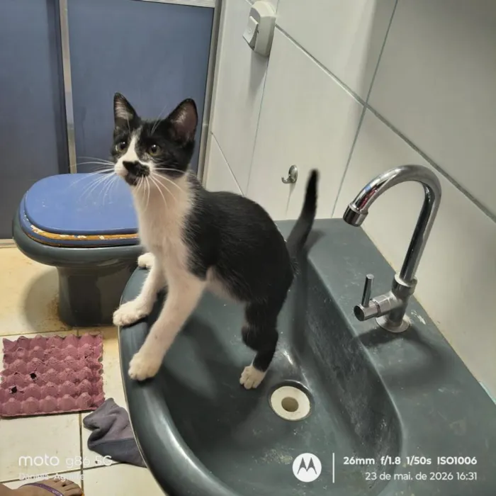 Gato raça SRD-ViraLata idade 2 a 6 meses nome Guri