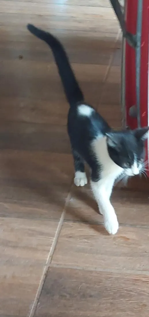 Gato raça SRD-ViraLata idade 2 a 6 meses nome Guri