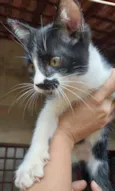 Guri