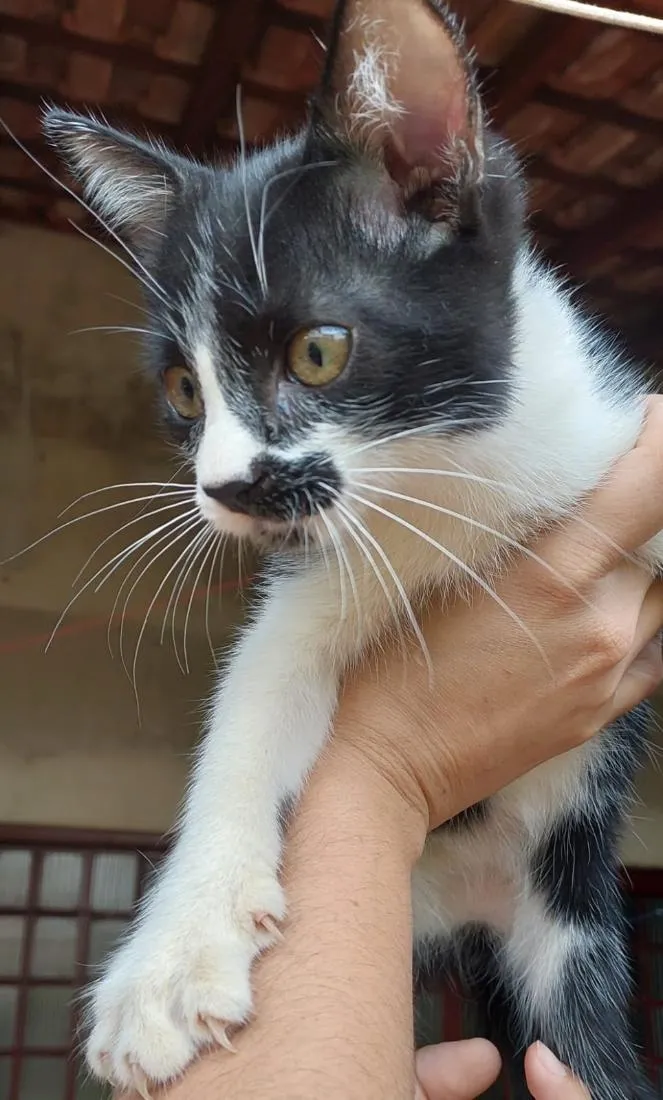 Gato raça SRD-ViraLata idade 2 a 6 meses nome Guri