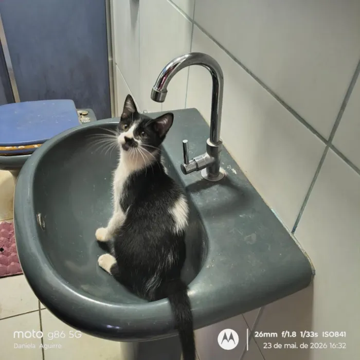 Gato raça SRD-ViraLata idade 2 a 6 meses nome Guri