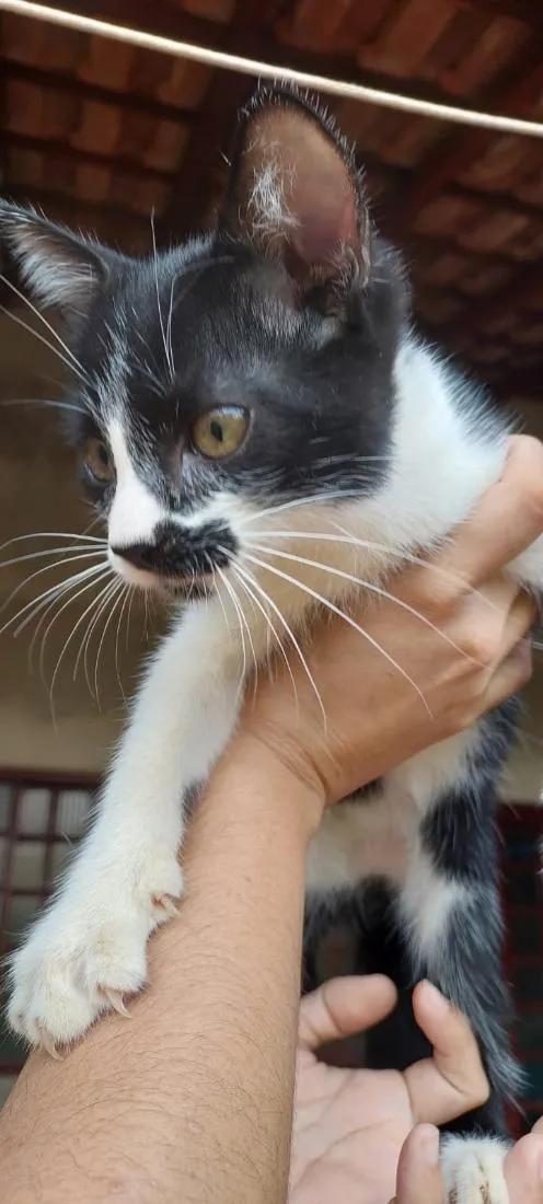 Gato raça SRD-ViraLata idade 2 a 6 meses nome Guri