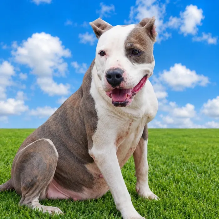 Cachorro raça Pit-Bull idade 3 anos nome Pit Aurora