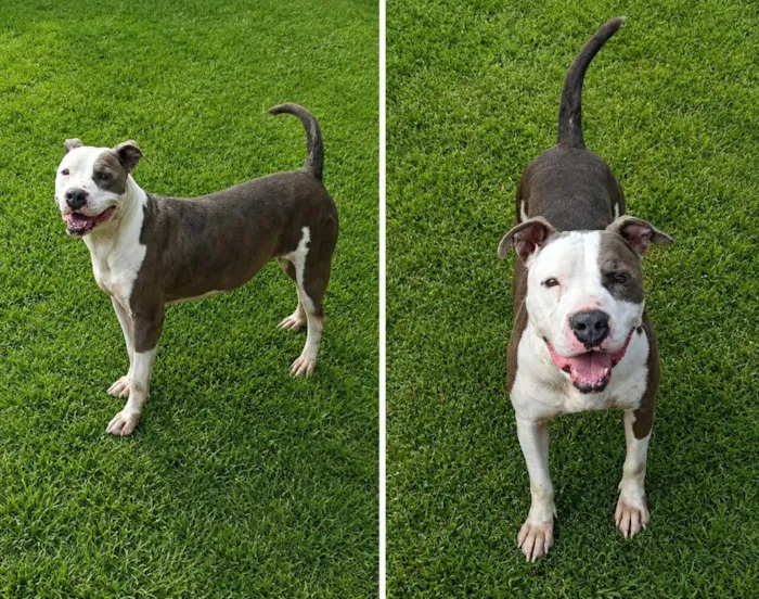 Cachorro raça Pit-Bull idade 3 anos nome Pit Aurora