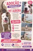 Pit Aurora