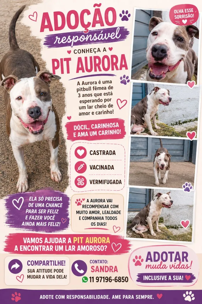 Cachorro raça Pit-Bull idade 3 anos nome Pit Aurora