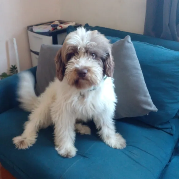 Cachorro raça SRD-ViraLata idade 1 ano nome Luke 