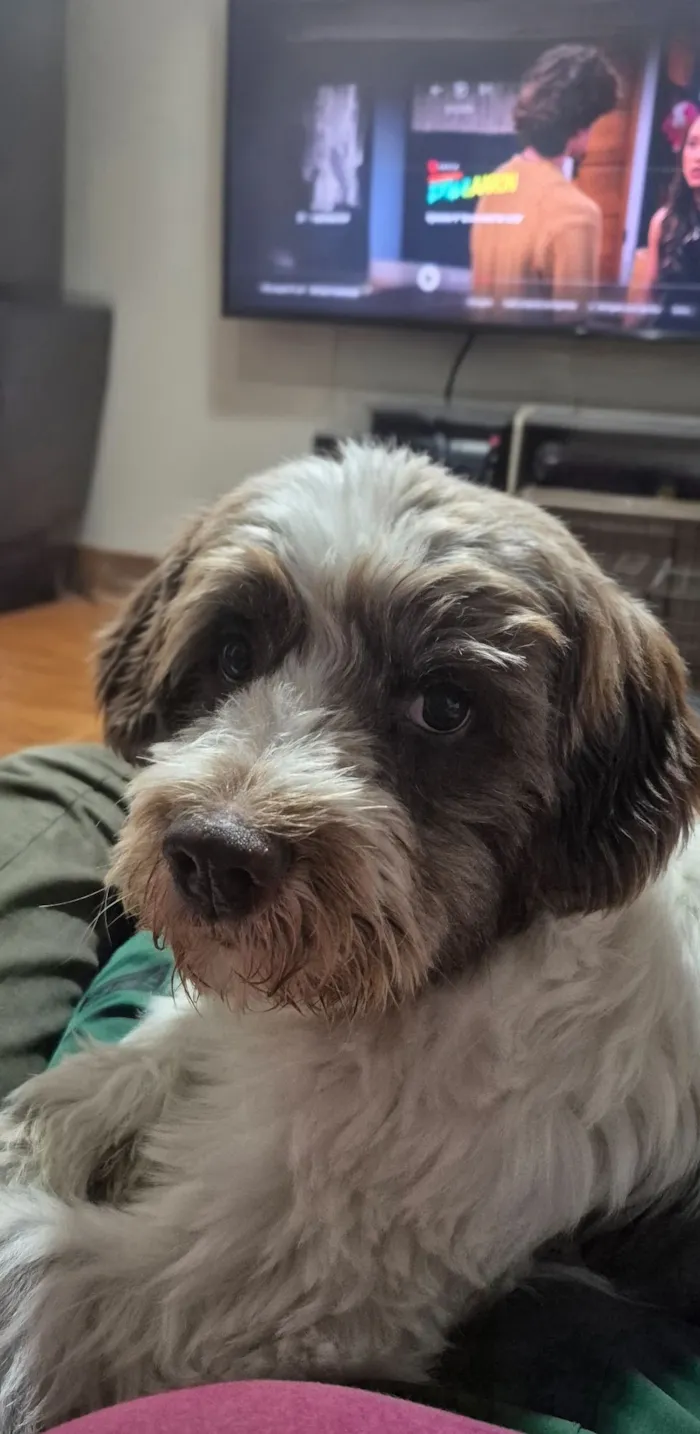 Cachorro raça SRD-ViraLata idade 1 ano nome Luke 