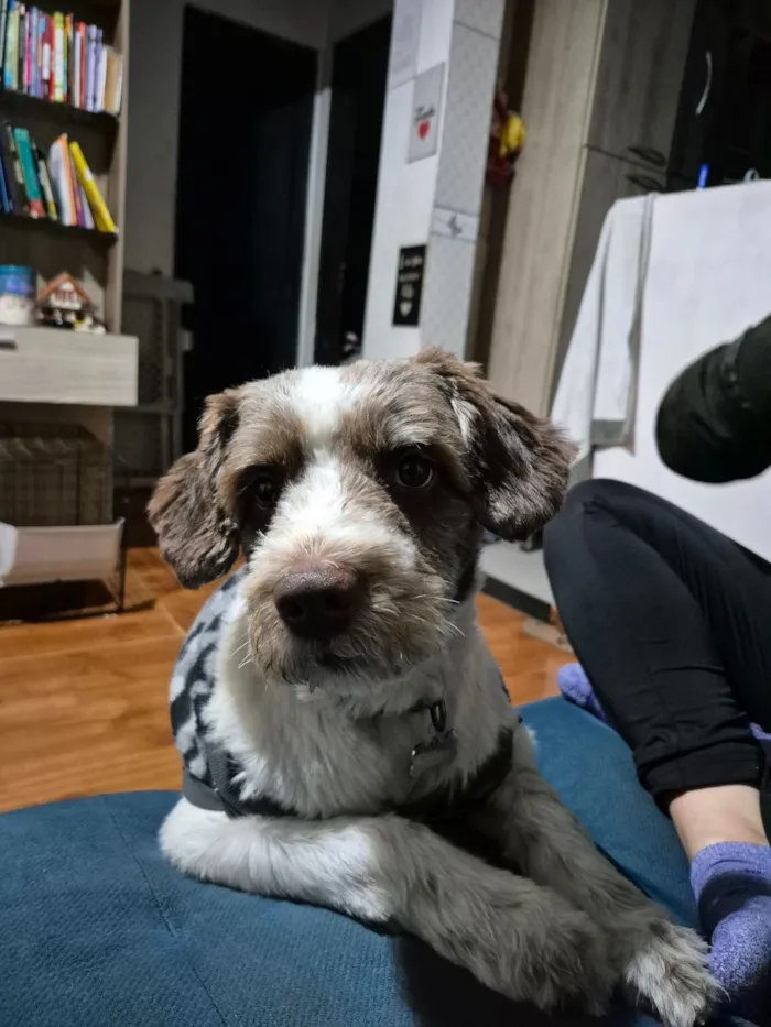 Cachorro raça SRD-ViraLata idade 1 ano nome Luke 
