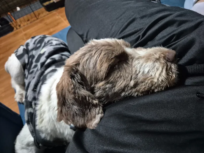 Cachorro raça SRD-ViraLata idade 1 ano nome Luke 