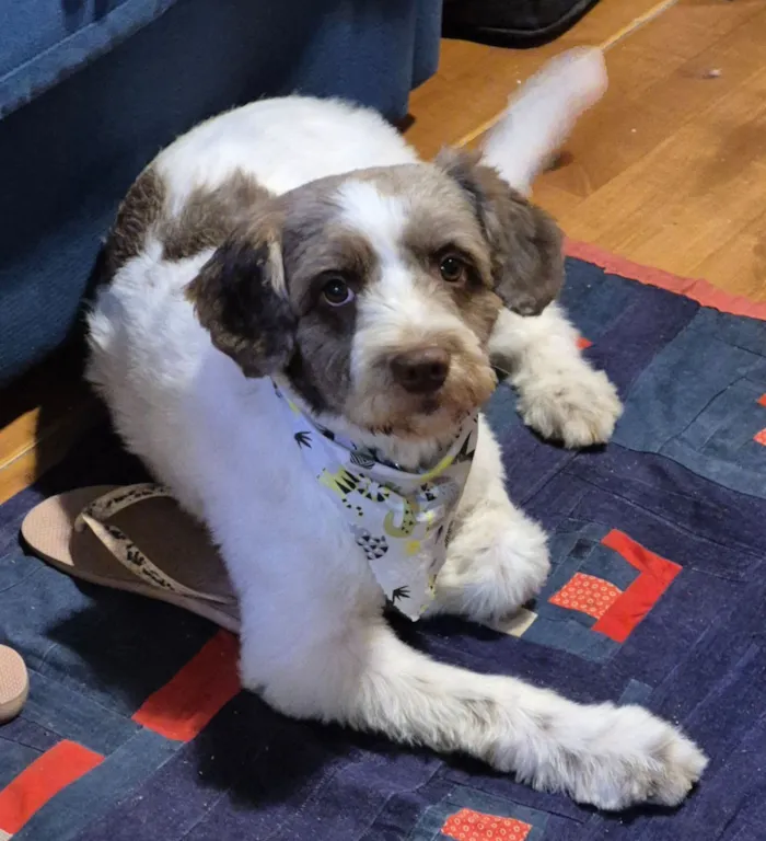Cachorro raça SRD-ViraLata idade 1 ano nome Luke 