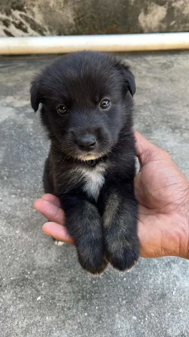 Cachorro raça SRD-ViraLata idade 2 a 6 meses nome Luke
