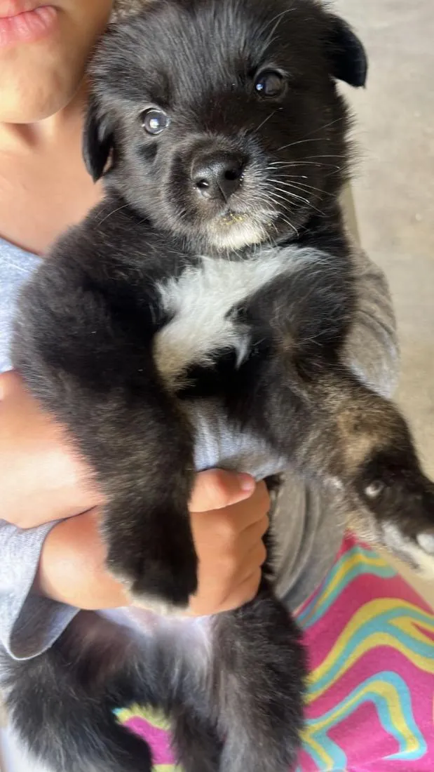 Cachorro raça SRD-ViraLata idade 2 a 6 meses nome Luke