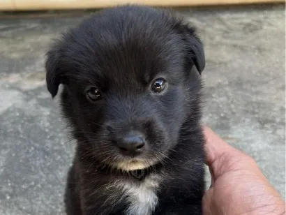 Cachorro raça SRD-ViraLata idade 2 a 6 meses nome Luke