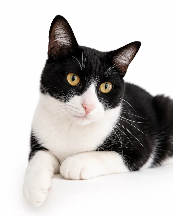 Gato raça SRD-ViraLata idade 1 ano nome Félix 