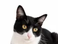 Félix 